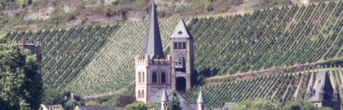 Rhine Vineyards 1